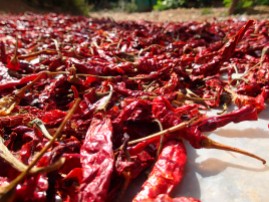 Chillis drying in the sun. A pretty common and somewhat glorious sight in India.